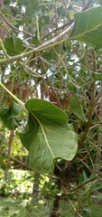 Ficus krishnae