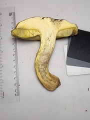 Butyriboletus taughannockensis