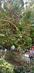 Ficus krishnae