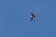 Spilornis holospilus