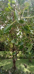 Ficus krishnae