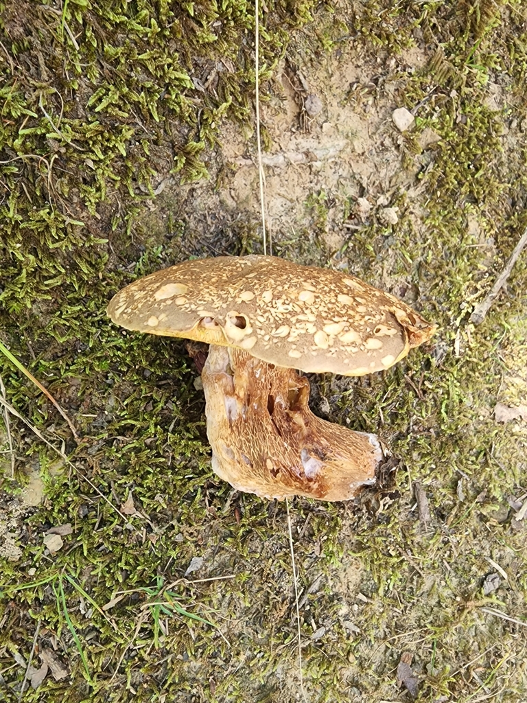 Boletus variipes from Van Buren Township, IN, USA on August 06, 2022 at