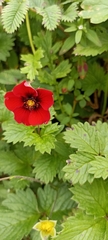 Potentilla atrosanguinea