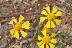 Helenium amarum amarum