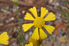 Helenium amarum amarum