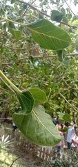 Ficus krishnae