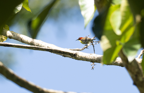 Handsome Sunbird (Aethopyga bella), photo 2