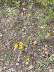 Helenium amarum amarum