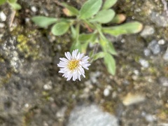Erigeron humilis