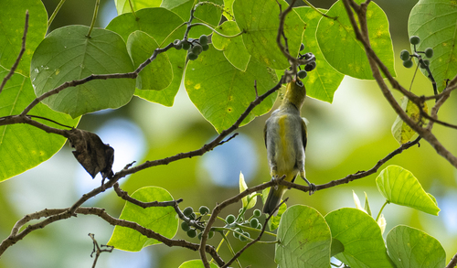 Everett's White-eye (Zosterops everetti), photo 4