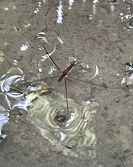 Limnometra