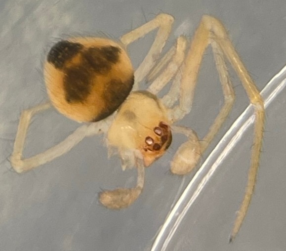 Theridion cheimatos