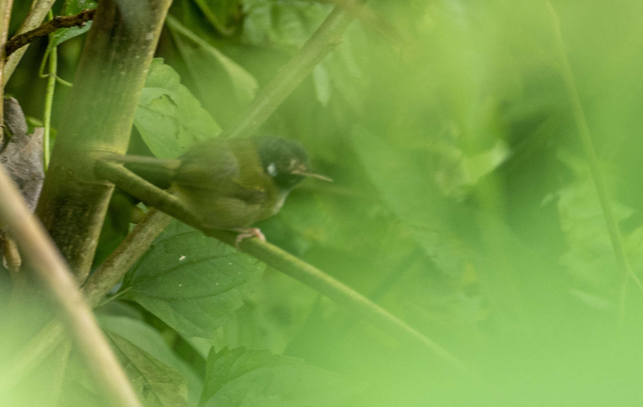 White-eared Tailorbird (Orthotomus cinereiceps), photo 1
