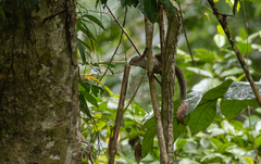 Sundasciurus mindanensis