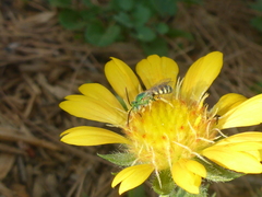 Agapostemon melliventris