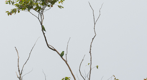 Blue-crowned Racket-tail (Prioniturus discurus), photo 8