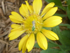 Agapostemon melliventris