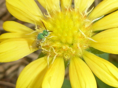 Agapostemon melliventris
