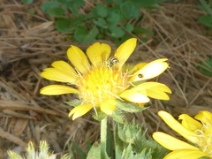 Agapostemon melliventris