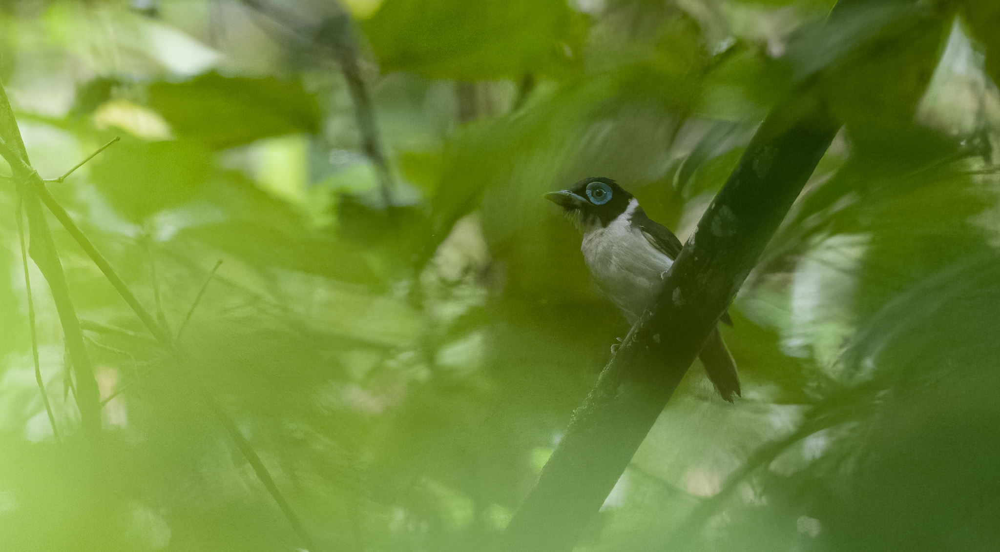 Wattled Broadbill (Sarcophanops steerii), photo 1