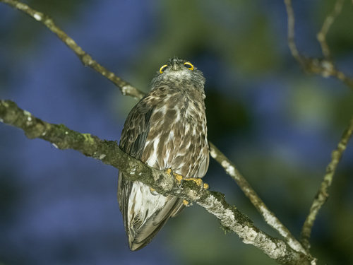 Chocolate Boobook (Ninox randi), photo 4
