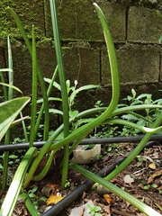 Sansevieria cylindrica