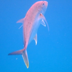 Caranx papuensis
