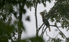 Buceros hydrocorax mindanensis