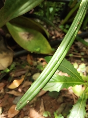 Sansevieria cylindrica