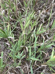 Dichanthelium commonsianum