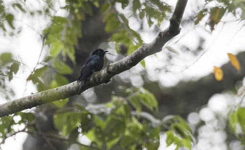 Philippine Drongo-Cuckoo (Surniculus velutinus), photo 2