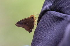 Hasora mixta
