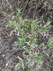 Dichanthelium commonsianum