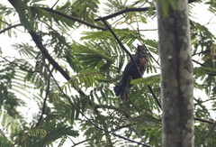 Chrysococcyx xanthorhynchus