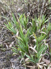 Dichanthelium commonsianum