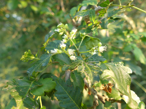 Allophylus decipiens image