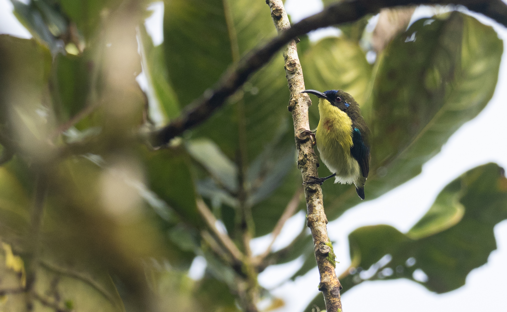 Metallic-winged Sunbird (Aethopyga pulcherrima), photo 3