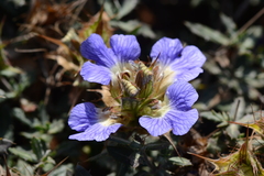 Blepharis subvolubilis