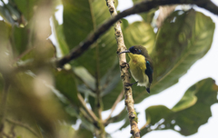 Aethopyga pulcherrima