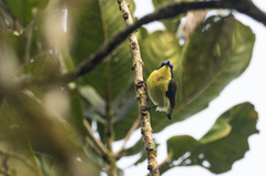 Aethopyga pulcherrima