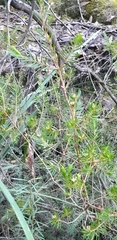 Darwinia procera