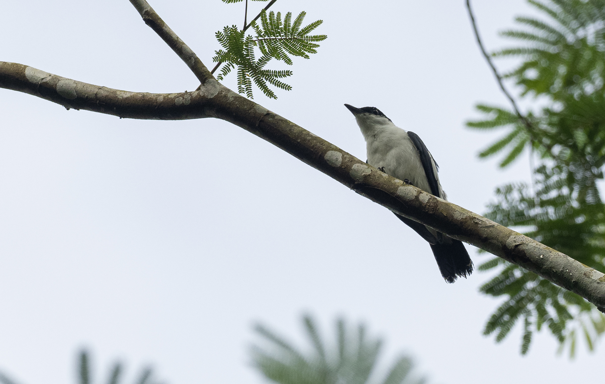 Black-and-white Triller (Lalage melanoleuca), photo 9