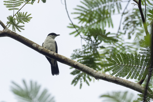 Black-and-white Triller (Lalage melanoleuca), photo 7