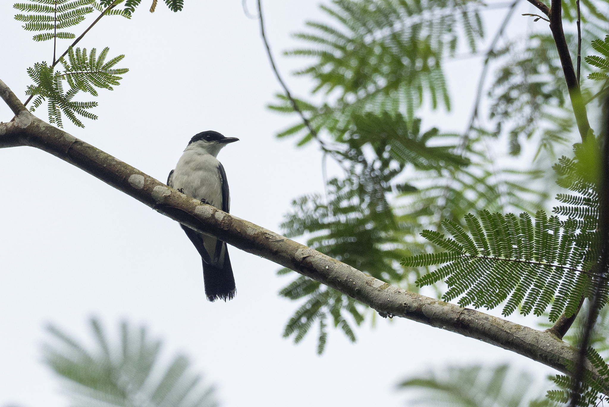 Black-and-white Triller (Lalage melanoleuca), photo 10