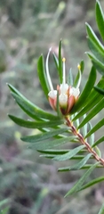 Darwinia procera