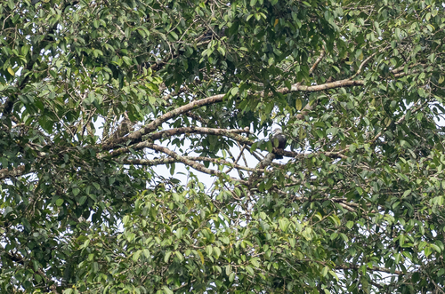 Spotted Imperial Pigeon (Ducula carola), photo 6