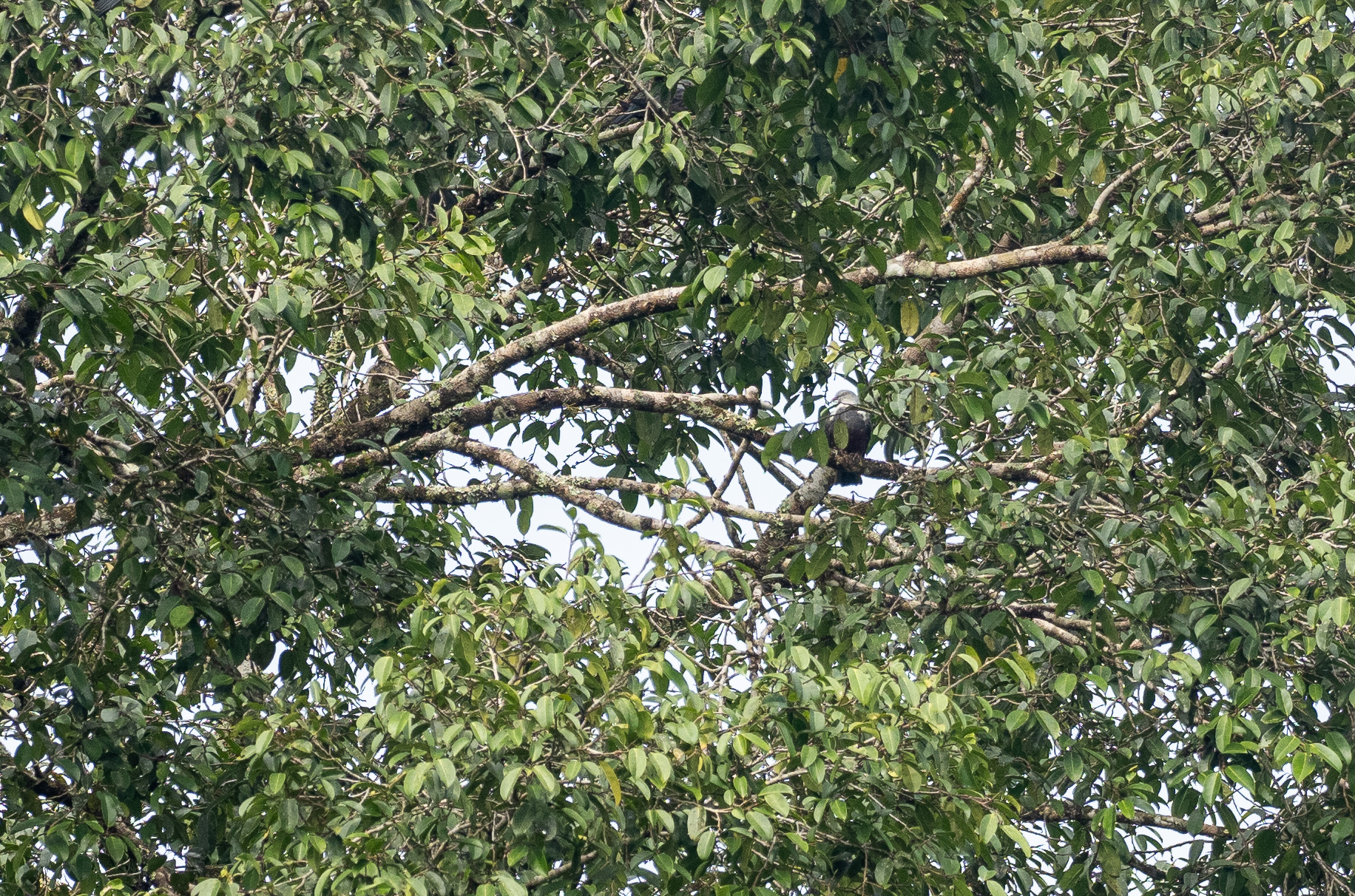 Spotted Imperial Pigeon (Ducula carola), photo 4