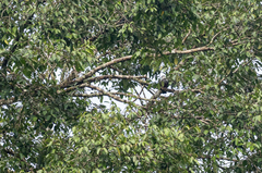 Ducula carola mindanensis