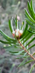 Darwinia procera