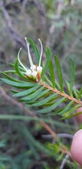 Darwinia procera